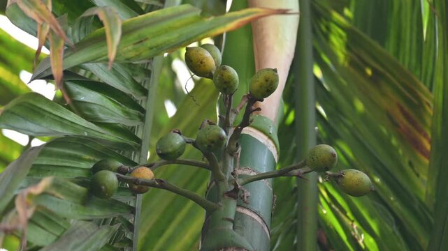 Areca nut or betel nut fruits. It is the seed of a palm belonging to the areca genus Areca catechu. The palm is originally native to the Philippines. Betel nut fruits cluster in the tree.