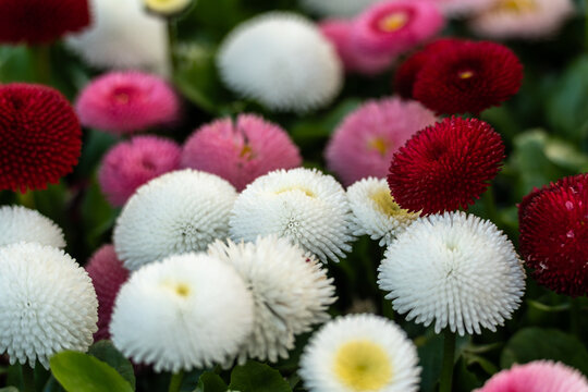 Bright large daisy flowers closeup