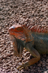Fototapeta premium Iguana Verde