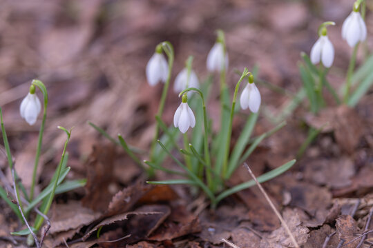 Botanical study showing detailed snowdrop morphology and textures, focus on stem, tepal and ovary shapes, educational mood for identification and research reference