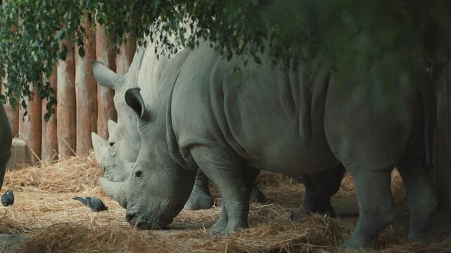 Rhinos eat straw and interact with birds in their habitat at the zoo during the afternoon
