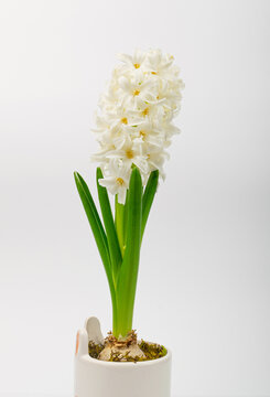 Hyacinth Isolated on White Background, Spring Flower Closeup with Copy Space, White Hyacinth Banner