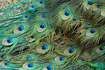 Peacock feather pattern, bright green - blue bird tail texture © artemstepanov