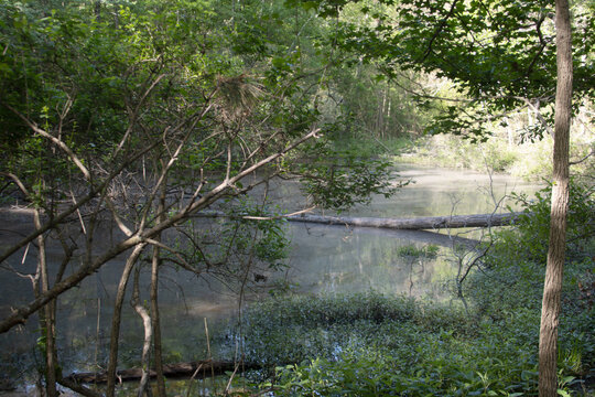 A small pond in the woods on a spring day