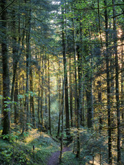 Obraz premium Forest Path In Chartreuse Woodland With Soft Evening Light