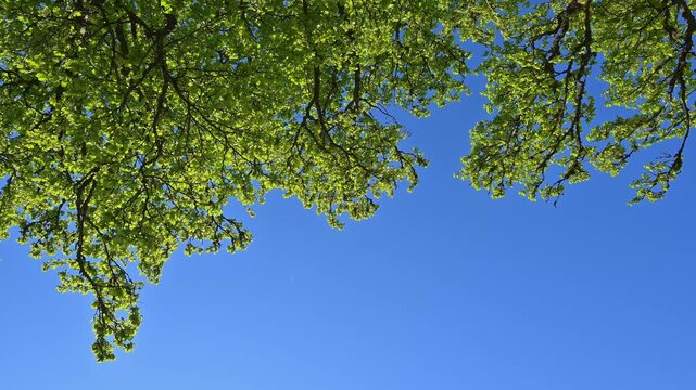 Buchenlaub im Fr&uuml;hling, Rotbuche, Windbuche, Freiburg im Breisgau, Schauinsland, Schwarzwald, Baden- W&uuml;rttemberg, Deutschland