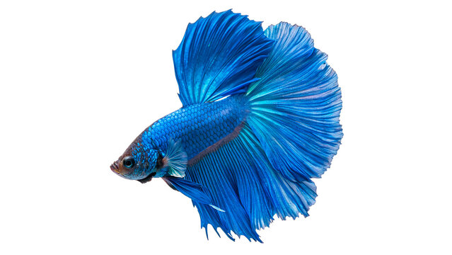 Beautiful bright blue Siamese fighting fish or betta splendens swimming with long elegant fins on transparent background