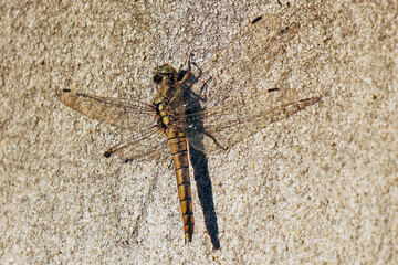 une libellule collé au mur © helenedevun