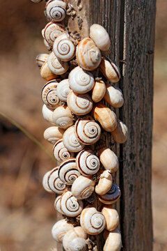 Affluence de petits escargots