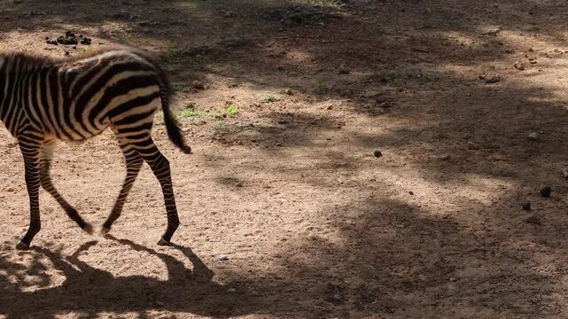The baby zebra is walking. Sunlit dirt ground. High quality 4k footage