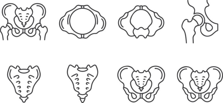 Set of line art human pelvis bones anatomical diagrams on transparent background vector.