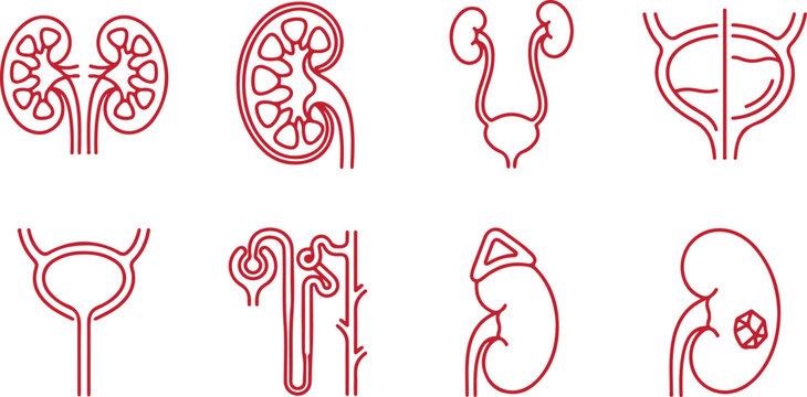 Red line art illustration of human kidneys ureters bladder and urinary system organs.