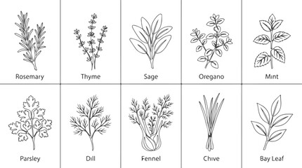 Fototapeta premium Collection of various fresh culinary herbs and spices drawn with clean thin line art style.