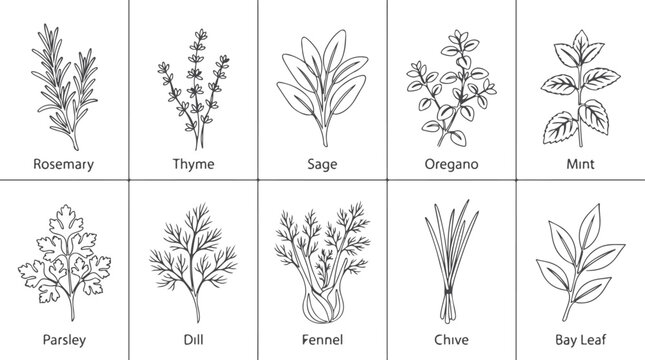 Collection of various fresh culinary herbs and spices drawn with clean thin line art style.
