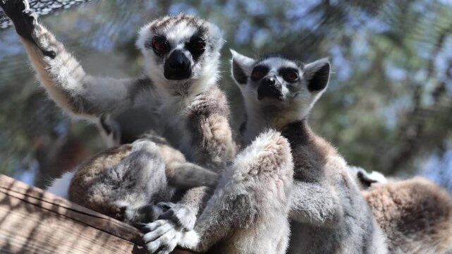 Lemurs perched together. The family Lemurs: mom, dad, baby. Touching carе.High quality 4k footage