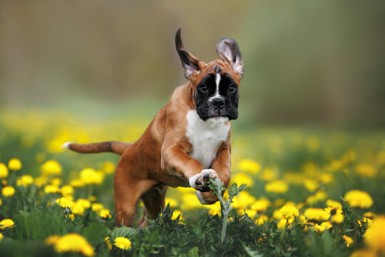 funny boxer puppy running in a dandelions field in summer