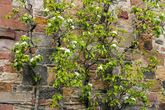 Espalier fruit trees (apple or pear trees) in full bloom, trained to grow flat against a historic brick wall