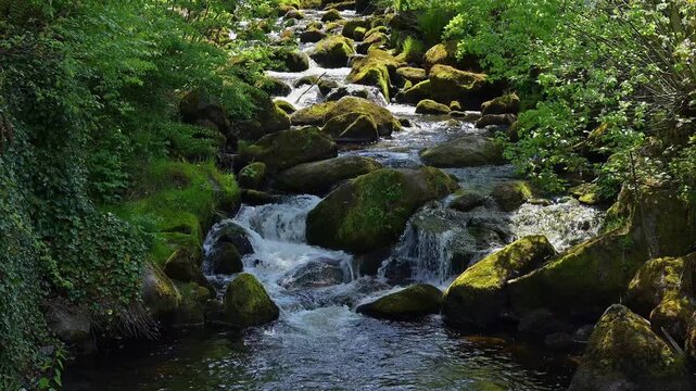 Waldbach im Fr&uuml;hsommer, Schwarzwald, Baden- W&uuml;rttemberg, Deutschland