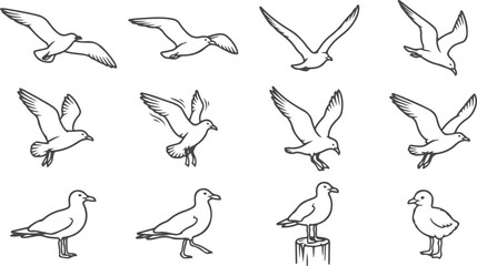 Fototapeta premium Set of 12 line art seagull flying and standing poses, different wing positions, isolated bird illustrations, avian wildlife.