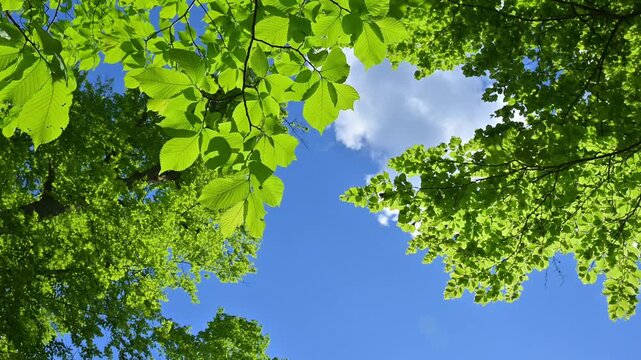 Lindenbbl&auml;tter im Fr&uuml;hling, Deutschland