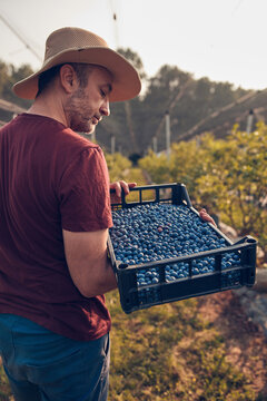 Farmer picking fresh blueberries on a farm.