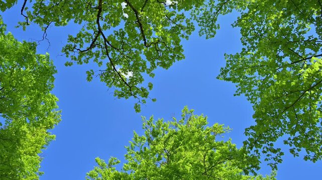 Frische gr&uuml;ne Bl&auml;tter im Baumwipfel, Fr&uuml;hling , Deutschland