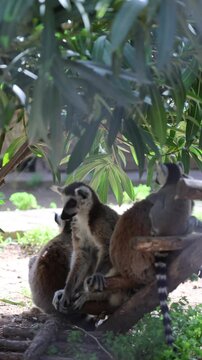 Lemurs climbing tree.High quality 4k footage