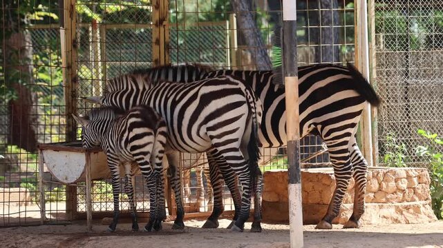 A family of zebras at the zoo, a baby zebra. Zebras standing enclosure. High quality 4k footage