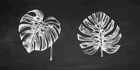 Hand drawn vintage chalk monstera leaves set in engraved tropical botanical sketch style on chalkboard background © Mariia Mazaeva