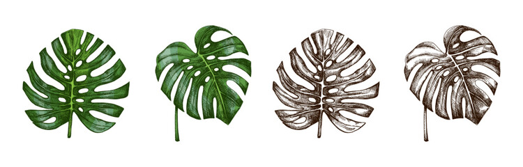 Hand drawn vintage tropical monstera leaves set in engraved botanical sketch style with monochrome and green versions © Mariia Mazaeva