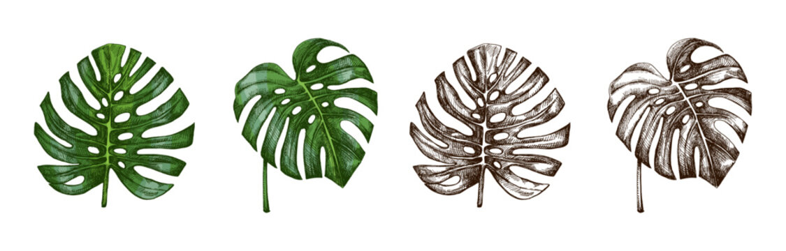 Hand drawn vintage tropical monstera leaves set in engraved botanical sketch style with monochrome and green versions