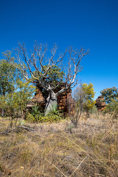 Boab trees, Kimberley, West Australia, Australia.	