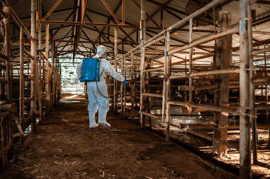 Professional worker ppe suit disinfecting animal farm, livestock disease prevention spraying disinfectant cow barn, Disinfecting livestock area protective equipment agriculture industry.