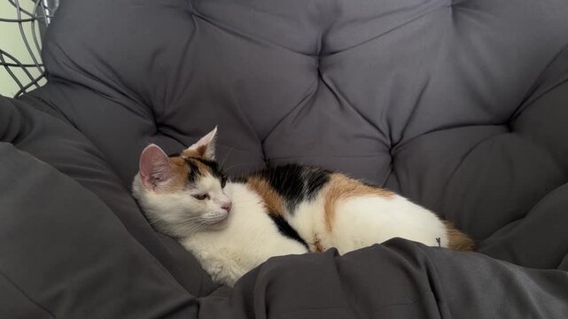 Cute calico house cat resting in a soft gray armchair and slowly falling asleep. Cozy indoor pet lifestyle scene with calm home atmosphere, relaxation, and peaceful feline behavior.