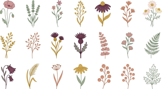 Boho wildflowers and botanical leaves elements set with poppy lavender thistle chamomile and fern stems vector illustration