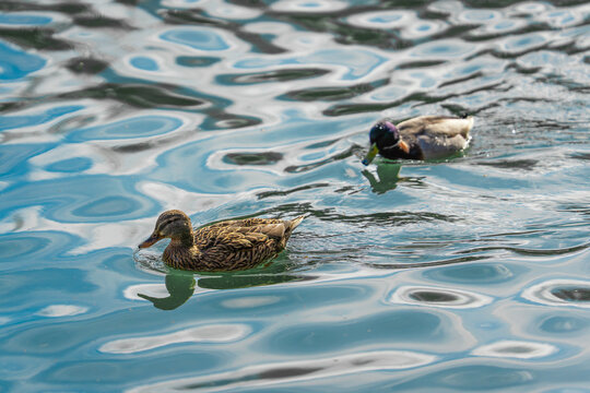 Un couple de canards cheminant tranquillement