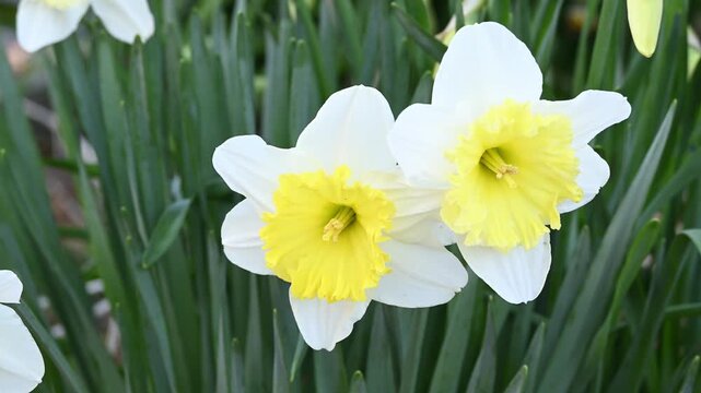 水仙の花