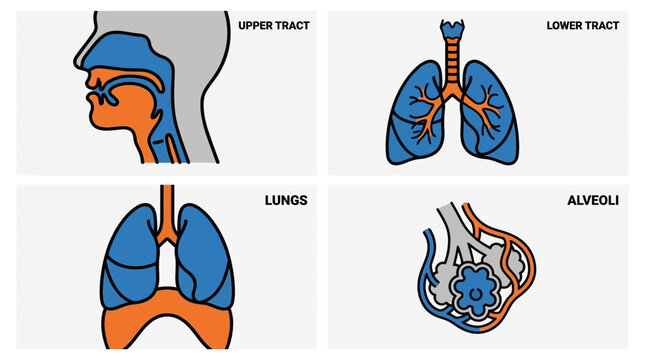 Detailed diagram depicting the human respiratory system upper tract details, lung structure, alveolar function, and overall organization in a clear, concise, and medical-style visualization 