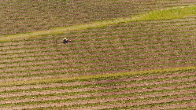 Aerial view of a tractor working between rows of a lush vineyard in the rolling hills, Kyjov, South Moravian Region, Czechia.