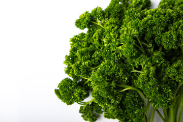Fototapeta premium Fresh curly parsley bunch on white background