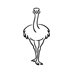 Logotipo con dibujo minimalista con líneas de un avestruz andando mirando al frente  © teracreonte