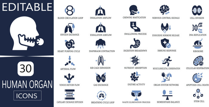 Human organ icons set, 30 medical anatomy vector symbols, biological system and physiological process illustrations, healthcare infographic elements