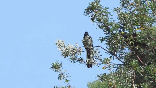 A wide shot of a yellow-tailed black cockatoo in a tree, eating the flowers of a banksia tree. There is a second cockatoo on screen right.