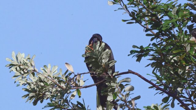 A front on shot of a yellow_tailed black cockatoo in a tree, eating the flowers of a banksia tree.