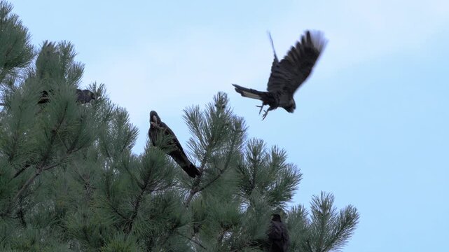A group of yellow-tailed black cockatoos at the top of a pine tree. One bird comes in to land, while another takes off.