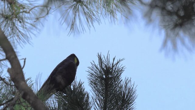 A shot looking through a tree at a yellow-tailed black cockatoo, eating the seeds of a pine cone.