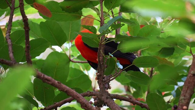 Close up shot of a male Andean cock-of-the-rock (Rupicola peruvianus) perches on a branch, looking curiously around its surroundings.