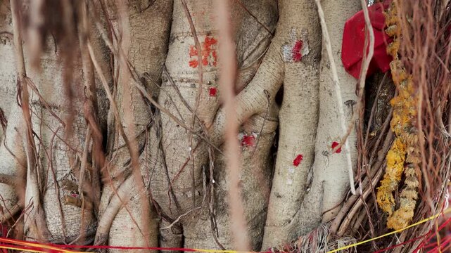 woman applying sacred vermilion on banyan tree during traditional hindu worship ritual ceremony
