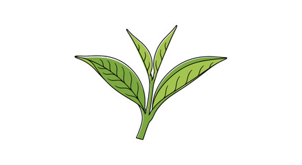 Fototapeta premium Simple hand drawn illustration of a small tea sprout with young green leaves and a stem for nature and health concepts.