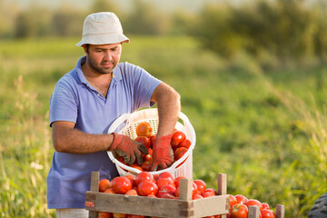 Obraz premium Smiling middle-aged farmer harvesting organic red tomatoes into wooden crates in vegetable garden with tractor on background